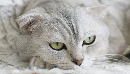 曼联2100万欧签下比利时门将拉门斯