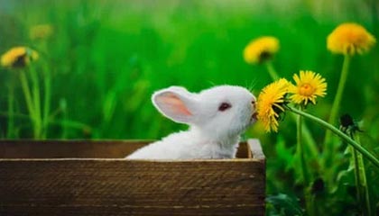 曼联2100万欧签下比利时门将拉门斯